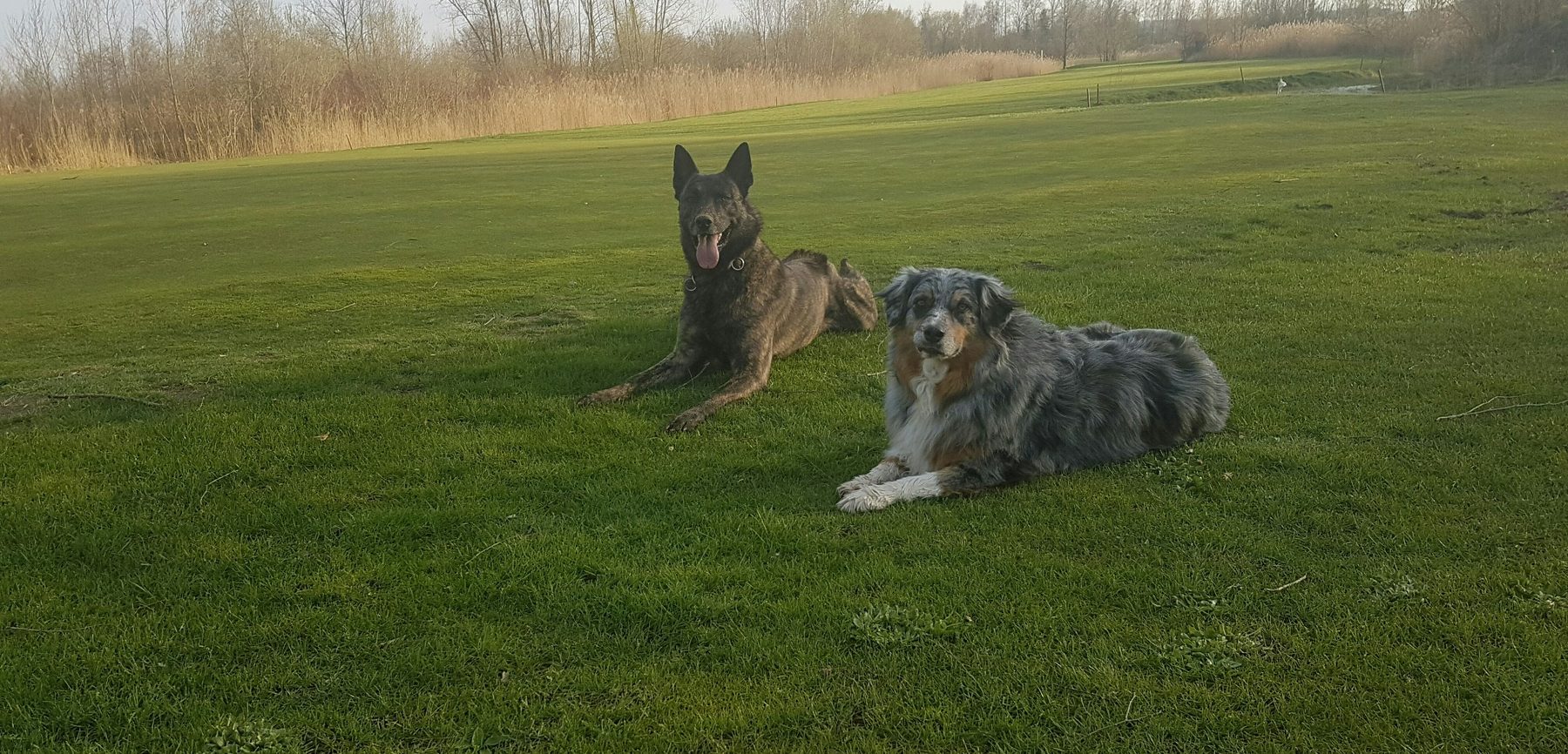 Arco und Sally – Ruhe, Vertrauen und Natürlichkeit Arco und Sally liegen entspannt nebeneinander auf einer grünen Wiese. Ein ruhiger Moment voller Vertrauen und Nähe.