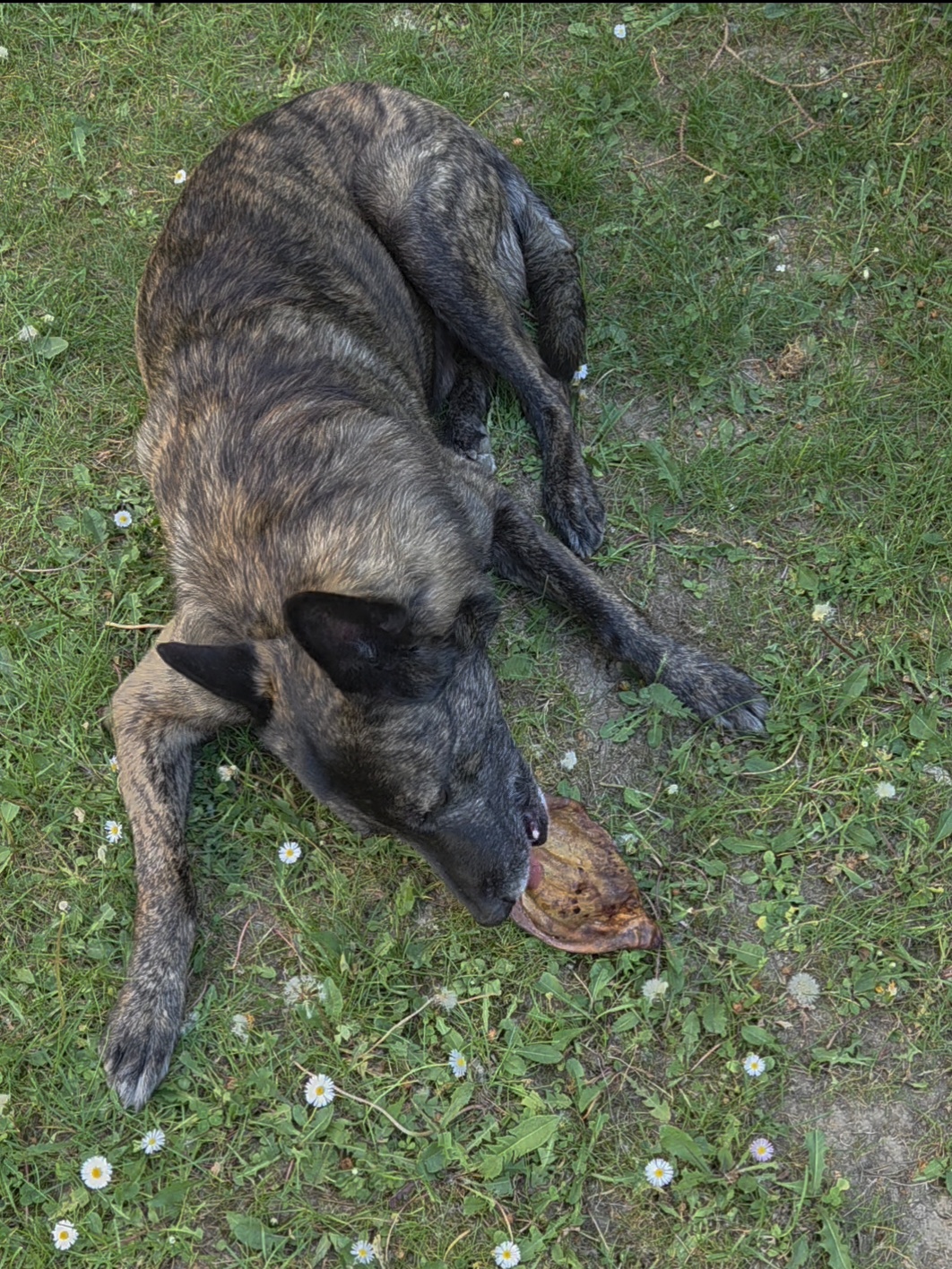 Hund kaut entspannt auf einem natürlichen Kauartikel im Garten – fördert Zahnpflege, Stressabbau und artgerechtes Verhalten.