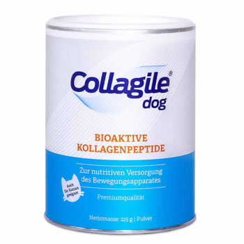 Collagile dog
