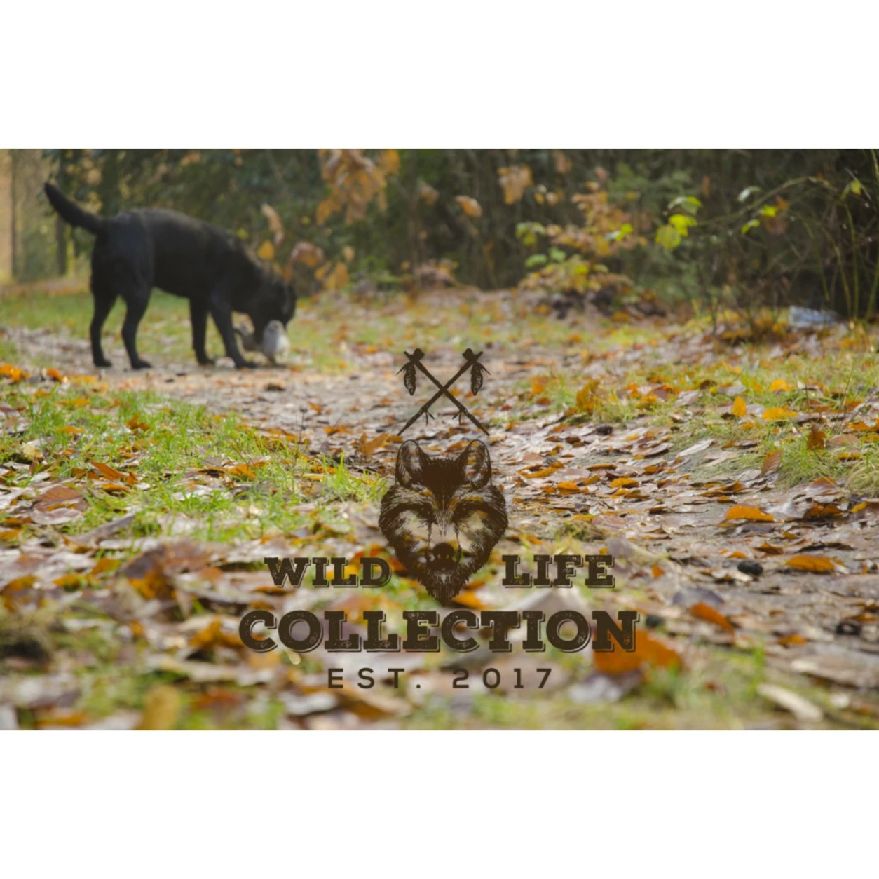 Hund mit Spielzeug der Wild Life Collection auf einem herbstlichen Waldweg