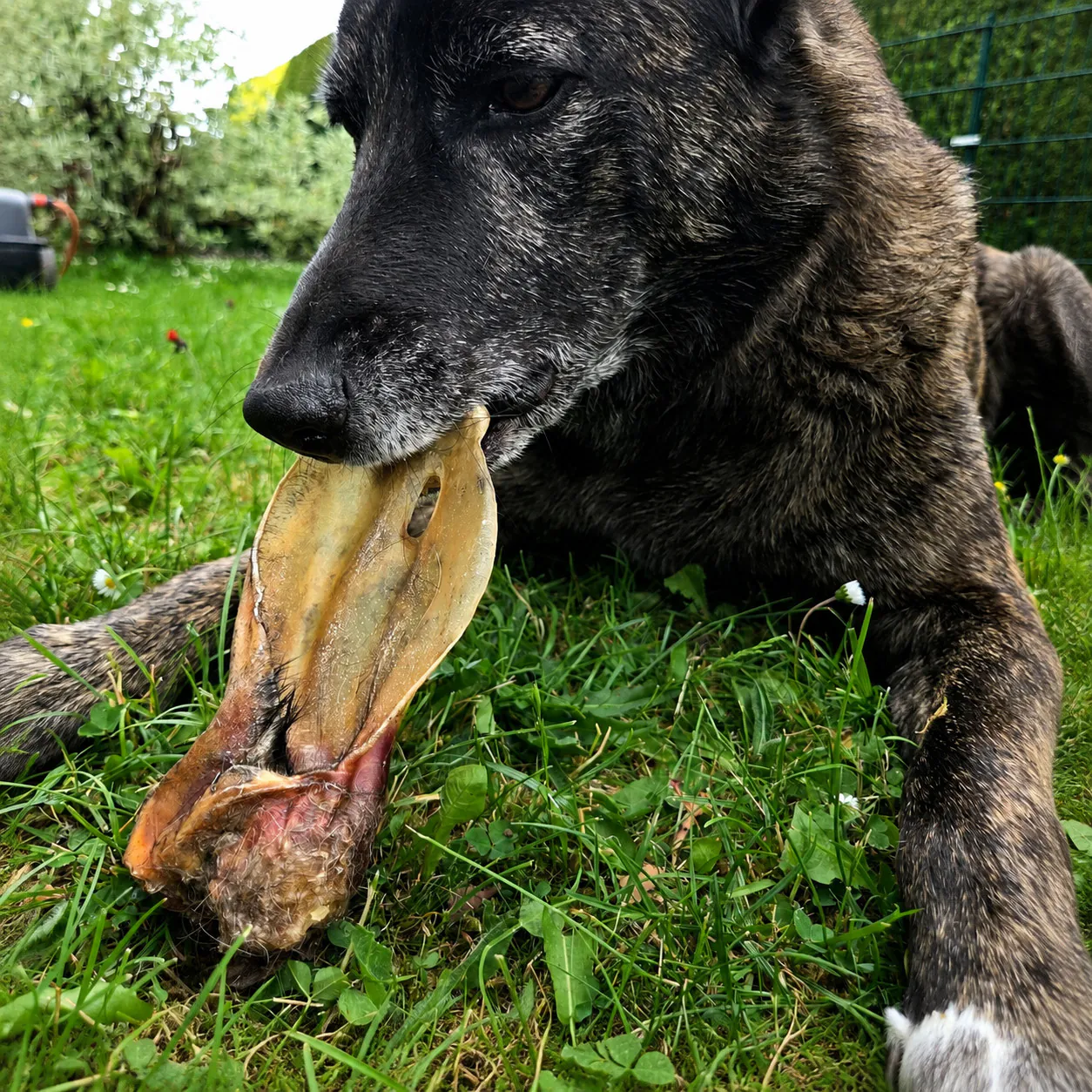 Hund kaut auf einem Rinderohr mit Muschel im Gras