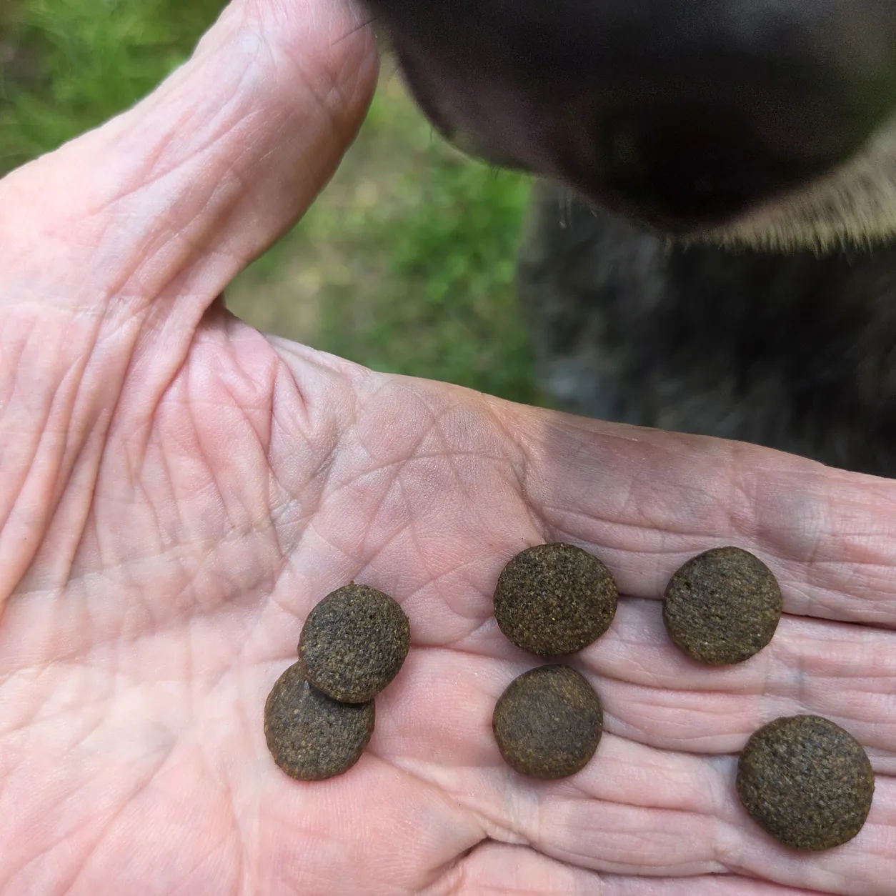 Hund frisst Trockenfutter Adult Lachs und Forelle aus der Hand