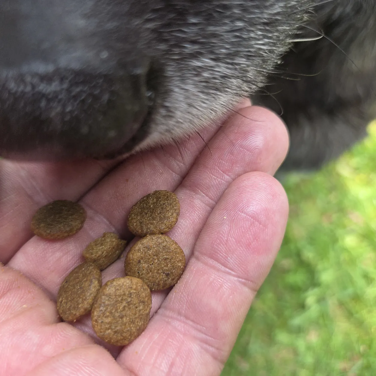 Hund frisst Trockenfutter Ente aus der Hand
