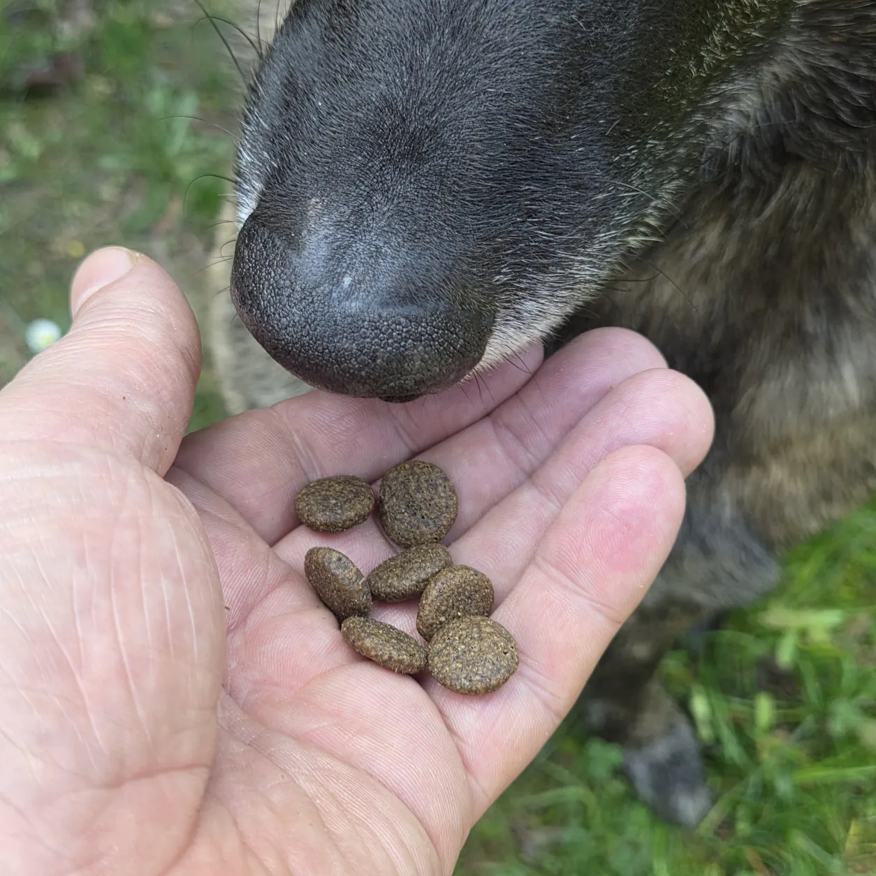 Hund frisst Trockenfutter Lamm aus der Hand