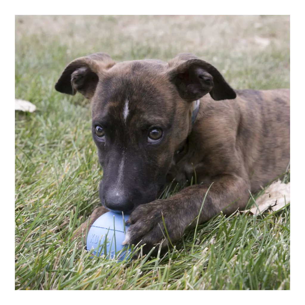 Kong Puppy Ball