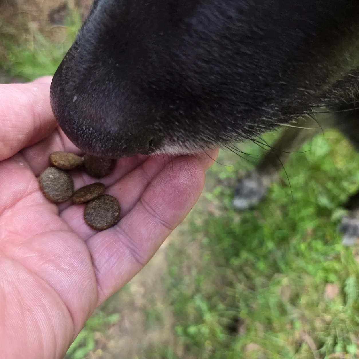 Hund frisst Senior Trockenfutter Forelle mit Lachs aus der Hand