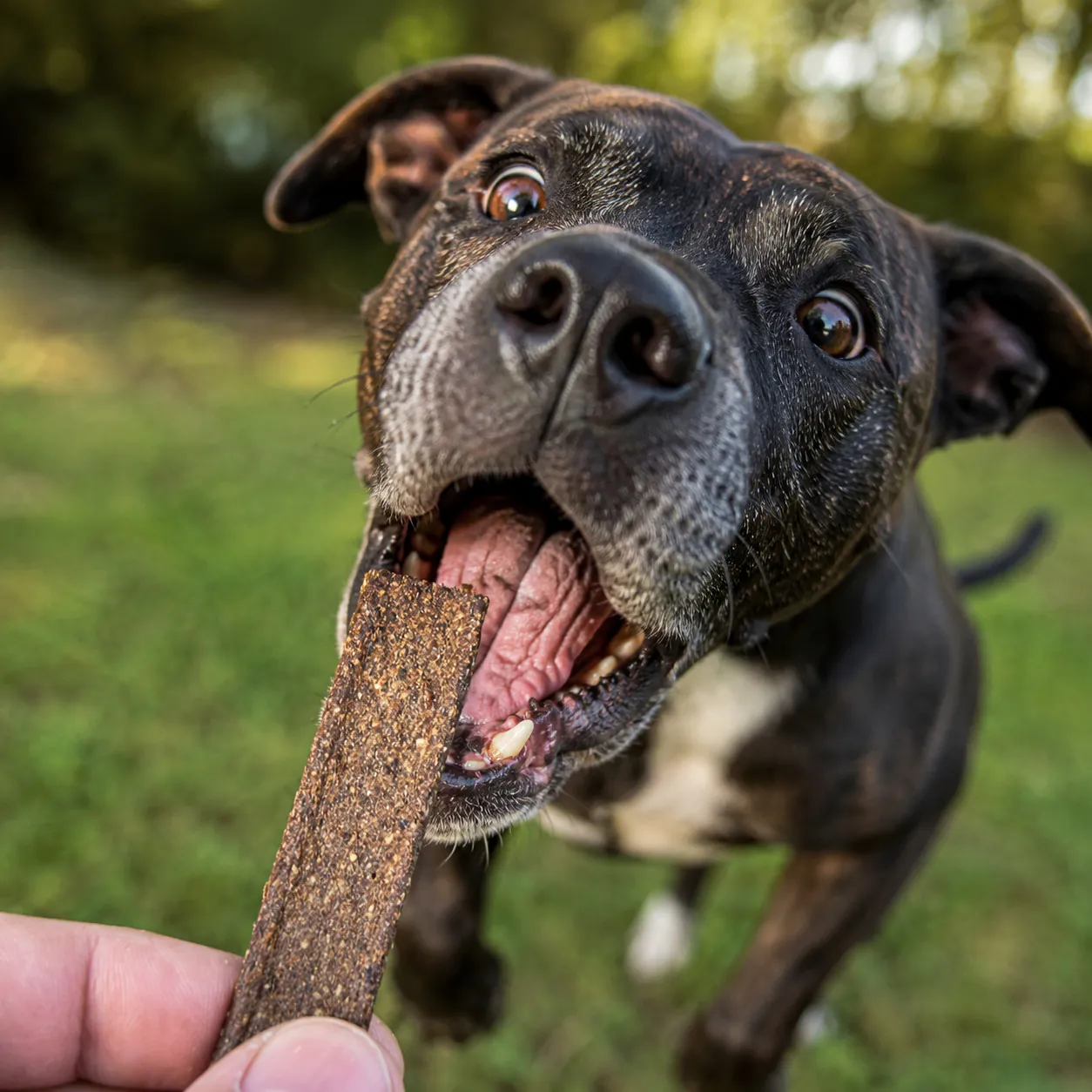 Hund schnappt nach Pferdestreifen als Hundeleckerli von funem