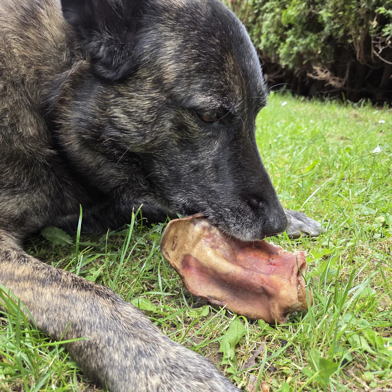 Hund kaut auf Iberico Schweineohr Pata Negra von funem