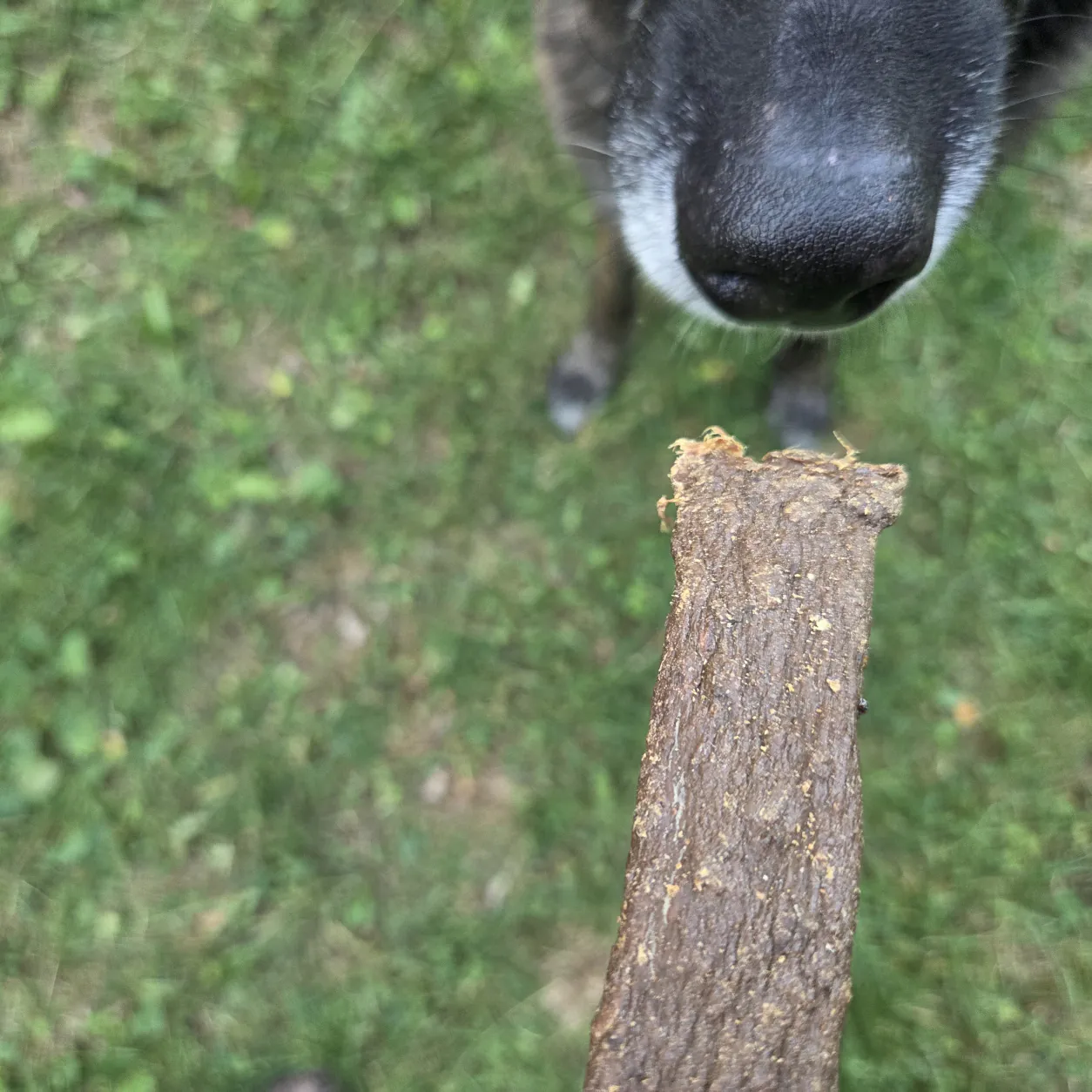 Ziegenfleischstreifen weich werden einem Hund als Hundeleckerli angeboten