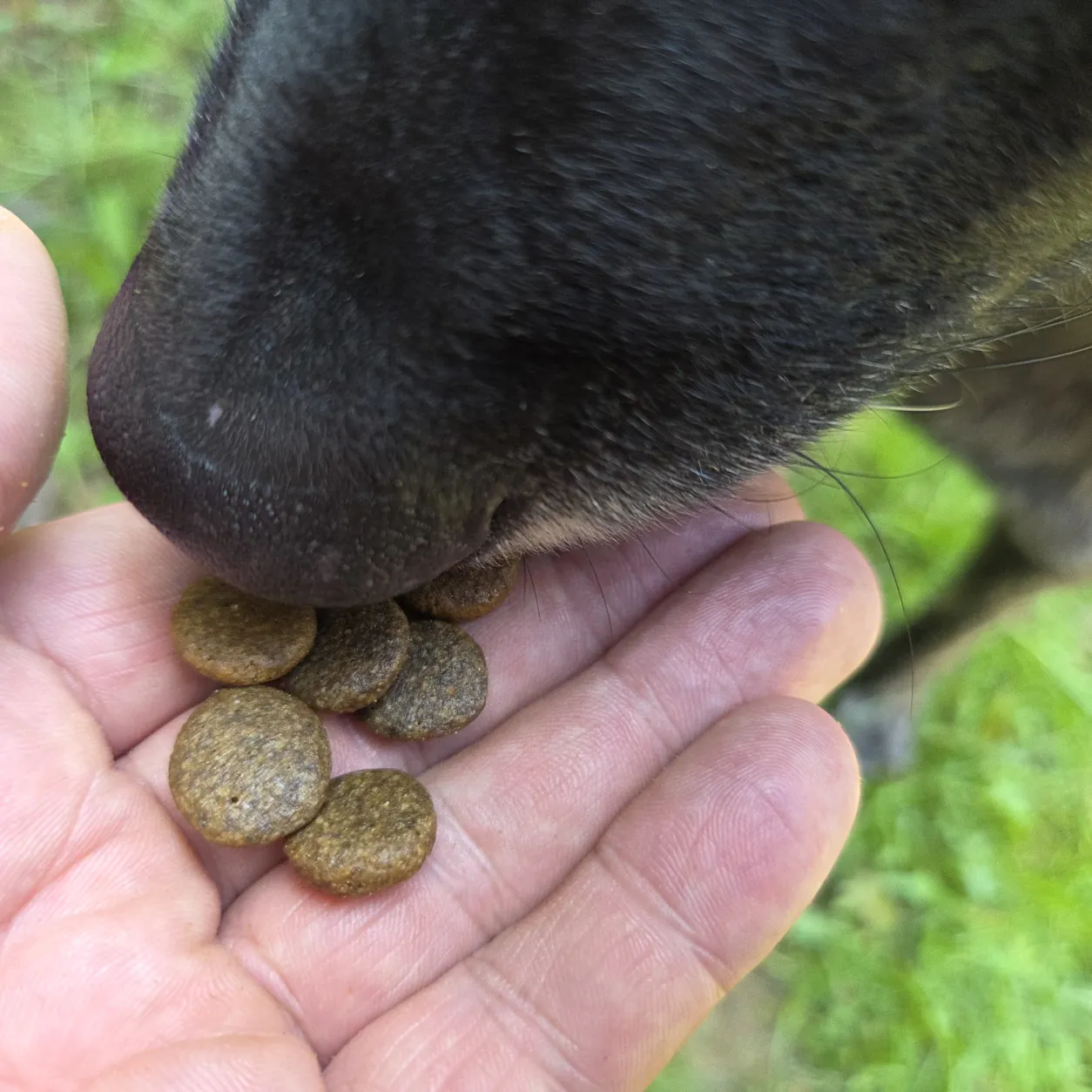 Hund frisst Trockenfutter Pferd aus der Hand