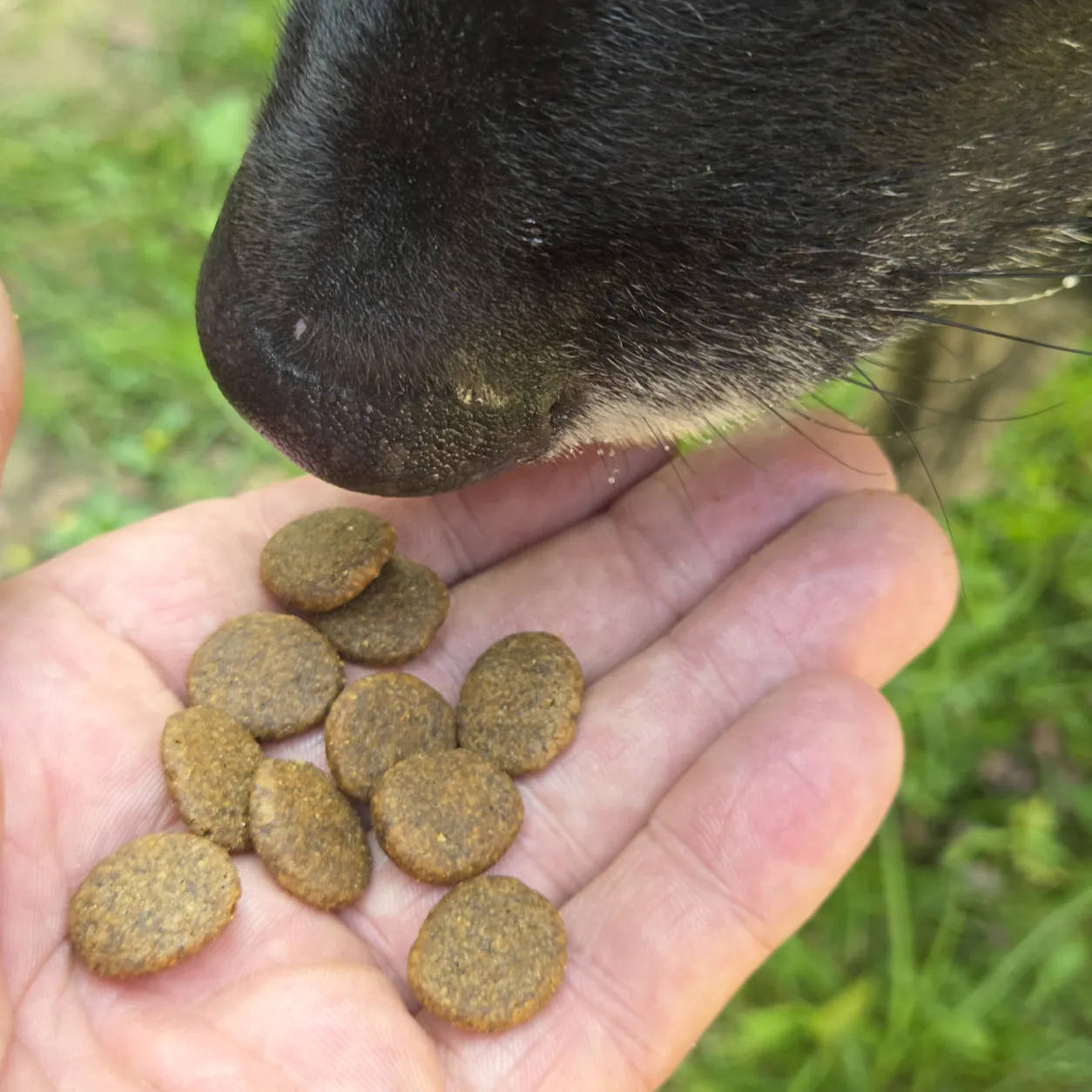 Hund frisst Trockenfutter Wild Hirsch aus der Hand