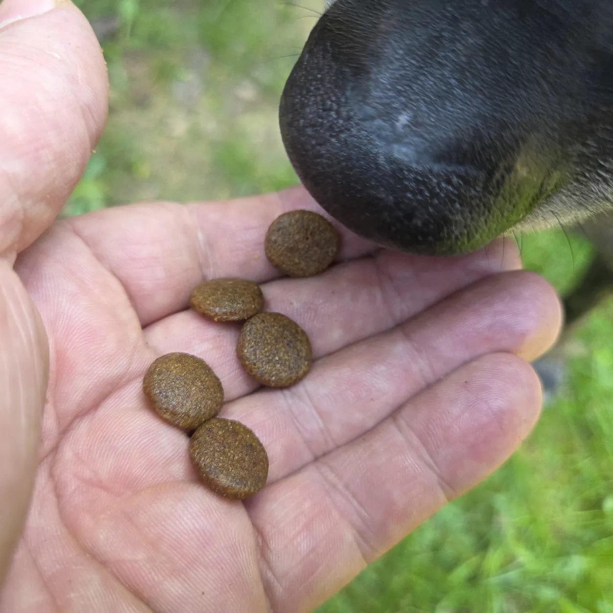 Hund frisst Trockenfutter Huhn aus der Hand