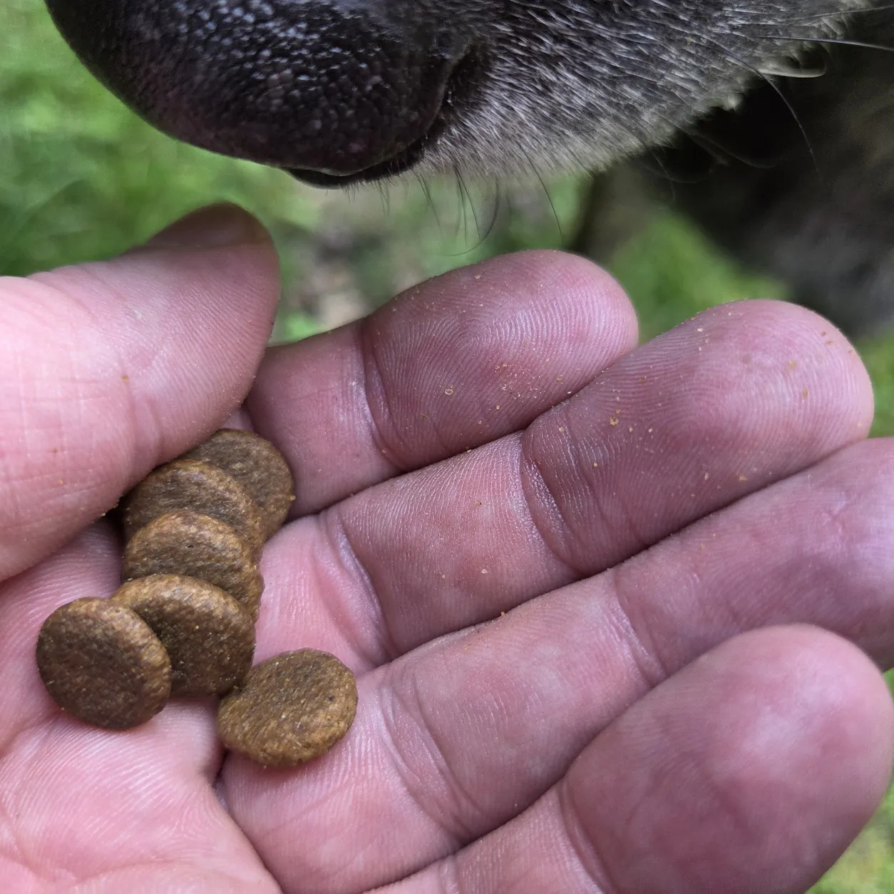 Hund frisst Trockenfutter Kaninchen aus der Hand