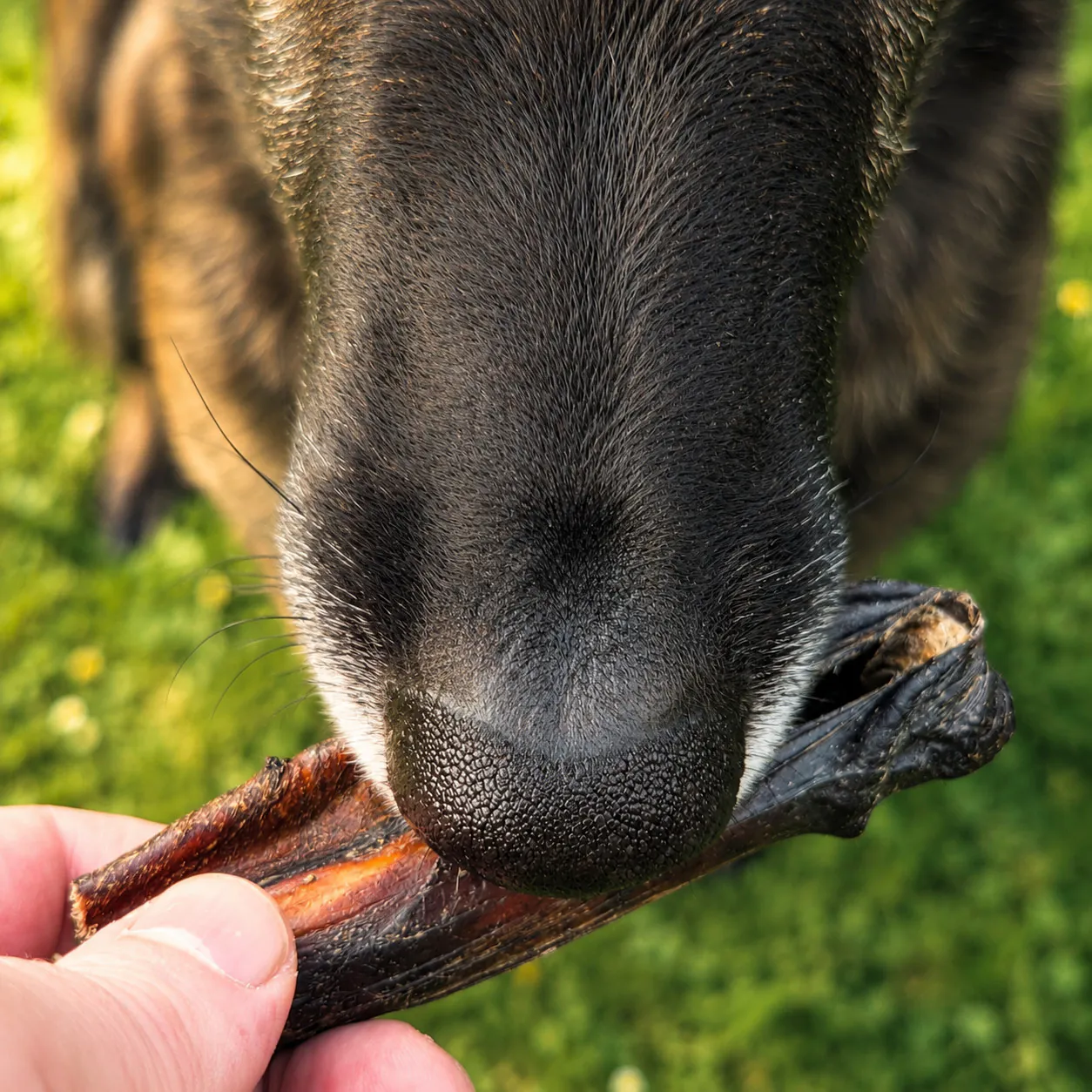 Hund kaut auf einem Pferdeziemer 12 cm von funem