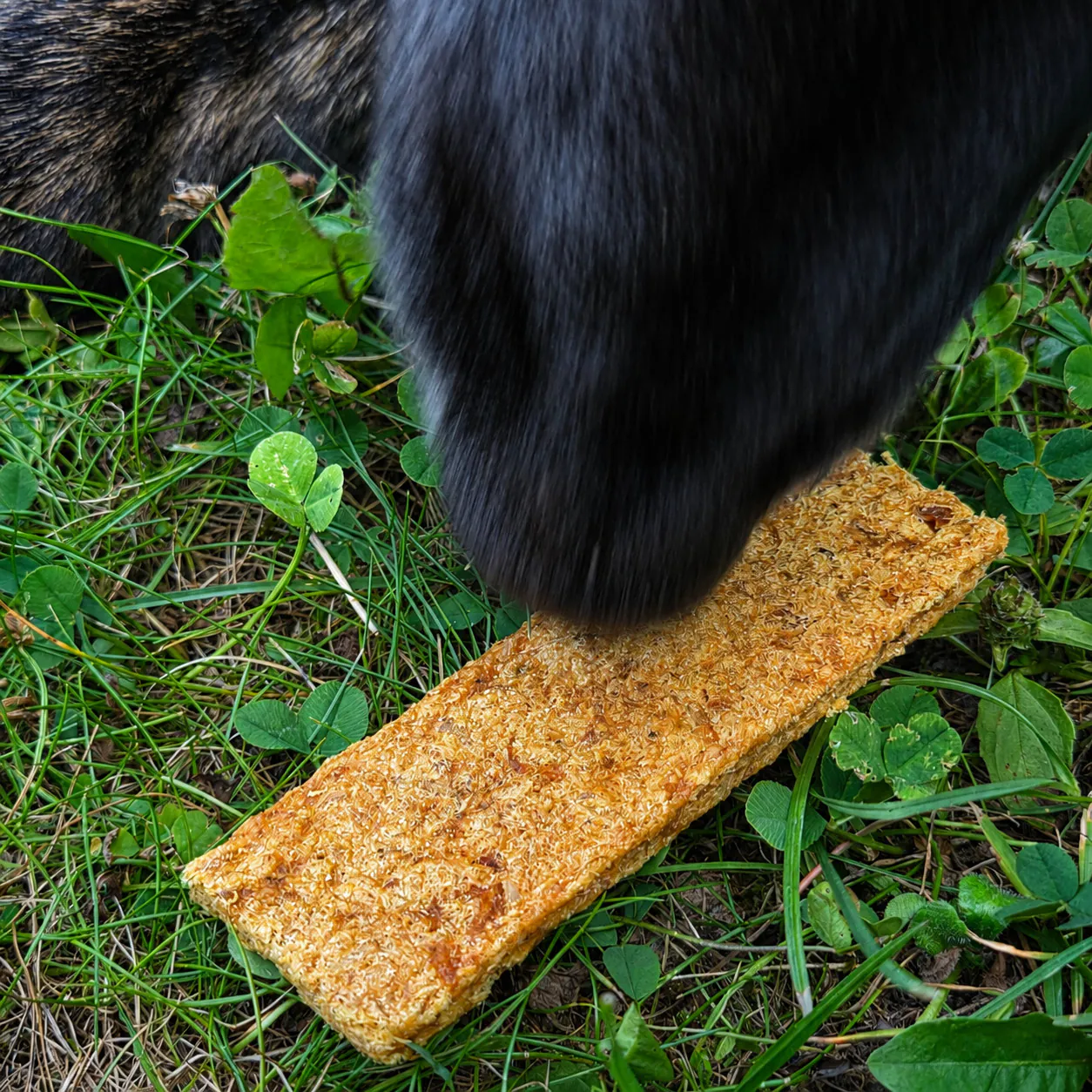Hund beschnuppert Lammfleischstreifen weich als Hundeleckerli von funem