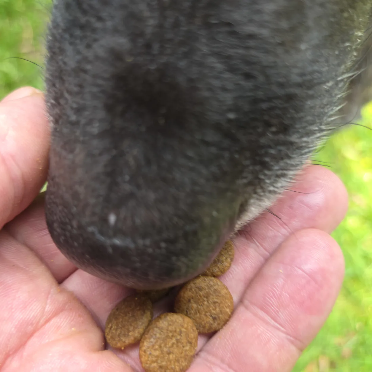 Hund frisst Light Trockenfutter Truthahn aus der Hand