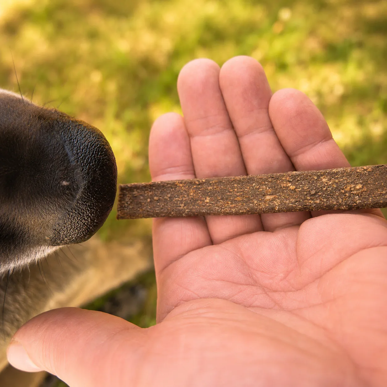 Hund beschnuppert Wildfleischstreifen als Hundeleckerli von funem