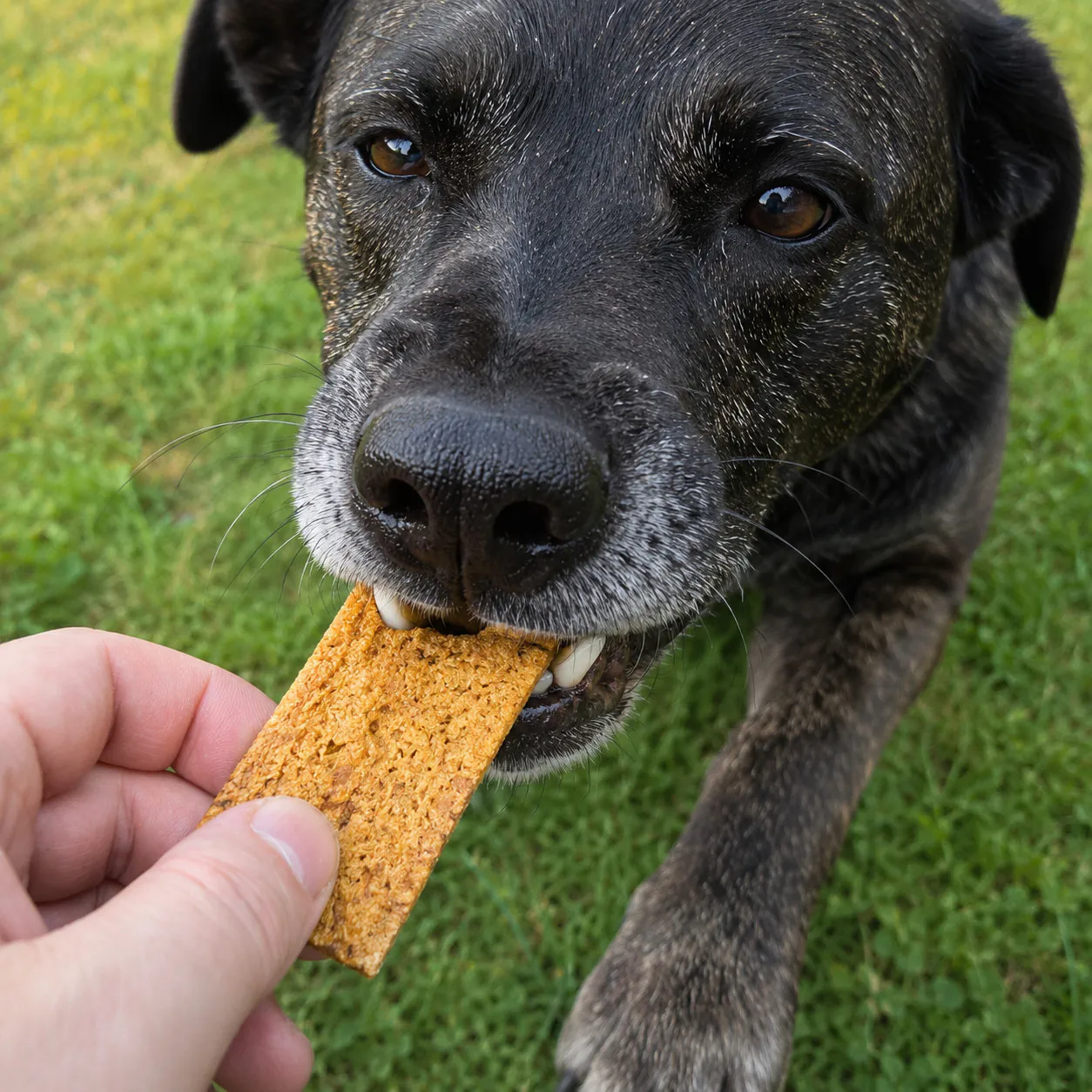 Hund frisst Hühnerfleischstreifen weich als Hundeleckerli von funem
