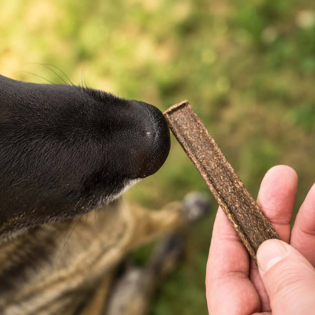 Hund beschnuppert Rinderfleischstreifen als Hundeleckerli von funem