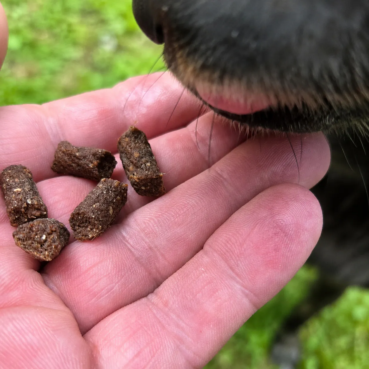 funem Büffelpellets als kleine Hundeleckerli in einer Hand neben Hundeschnauze