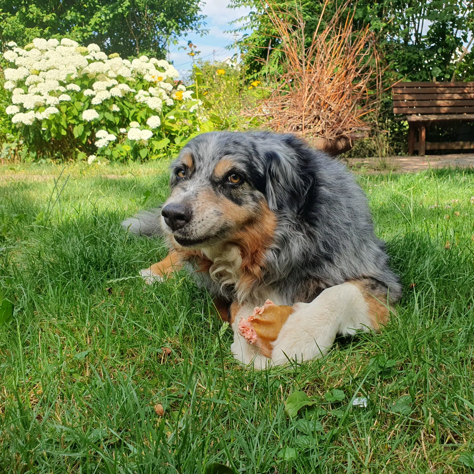 Sally beim Kauen – natürliche Kauzeit Sally liegt entspannt mit einem naturbelassenen Kauartikel zwischen den Pfoten – ein Moment der Ruhe und Zufriedenheit.