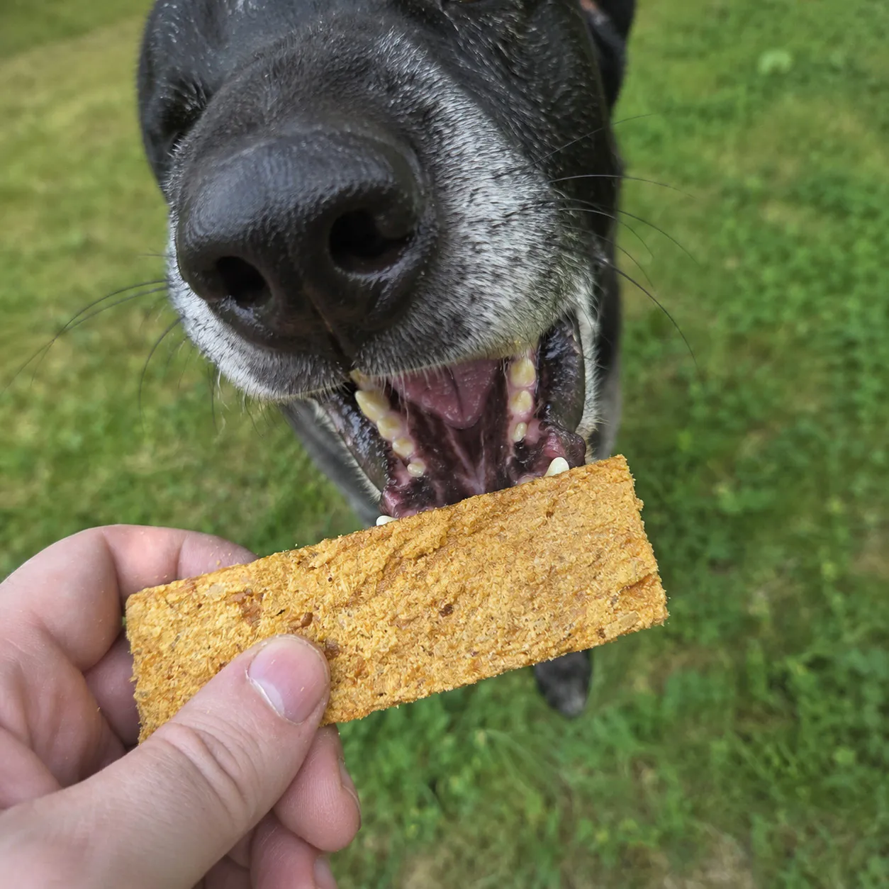 Hund frisst Kaninchenfleischstreifen weich als Hundeleckerli von funem