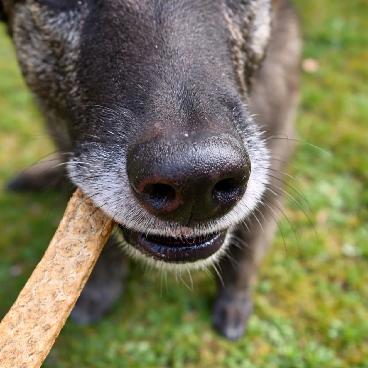 Hund frisst Kaninchenfleischstreifen als Hundeleckerli von funem