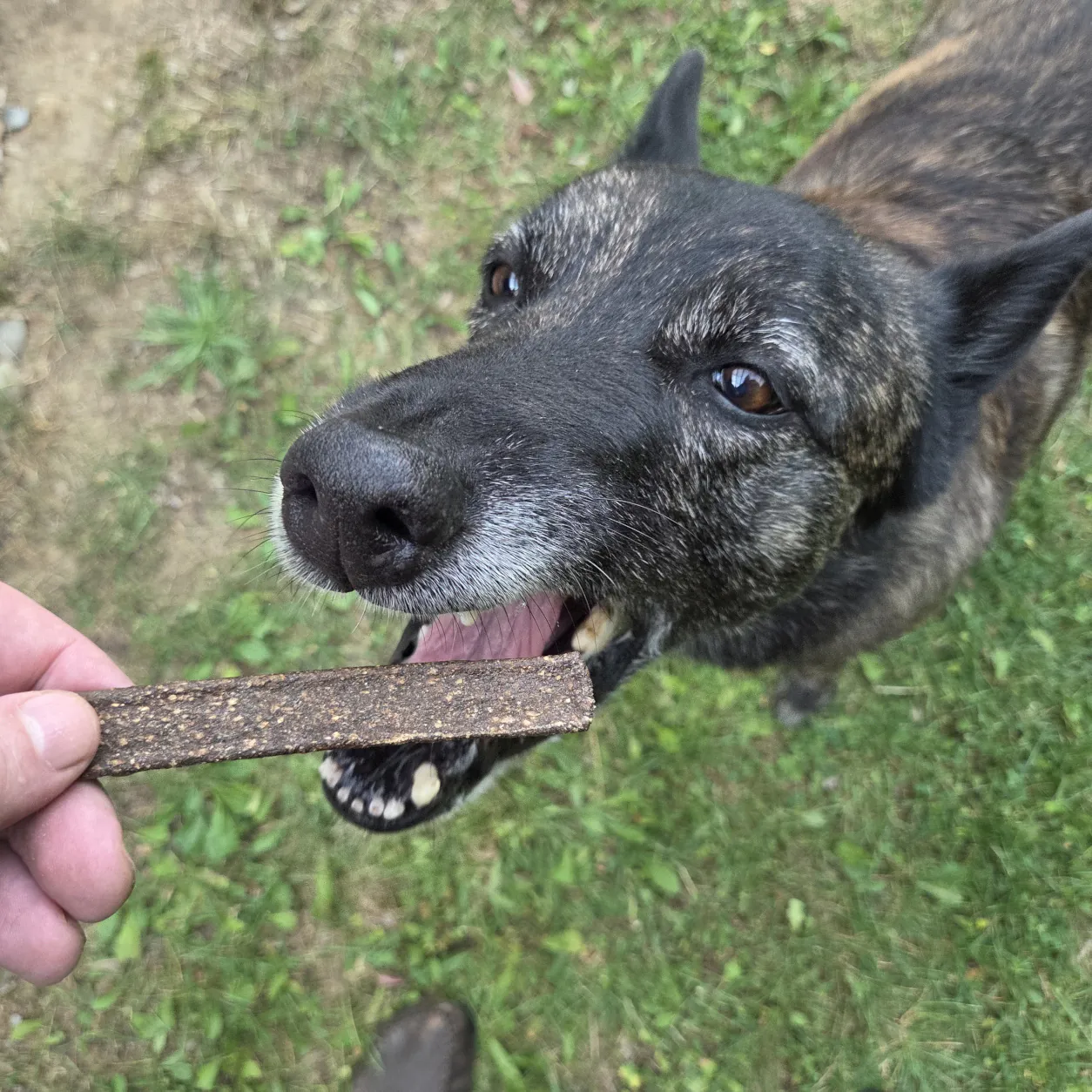 Hund schnappt nach Lammfleischstreifen als Hundeleckerli von funem