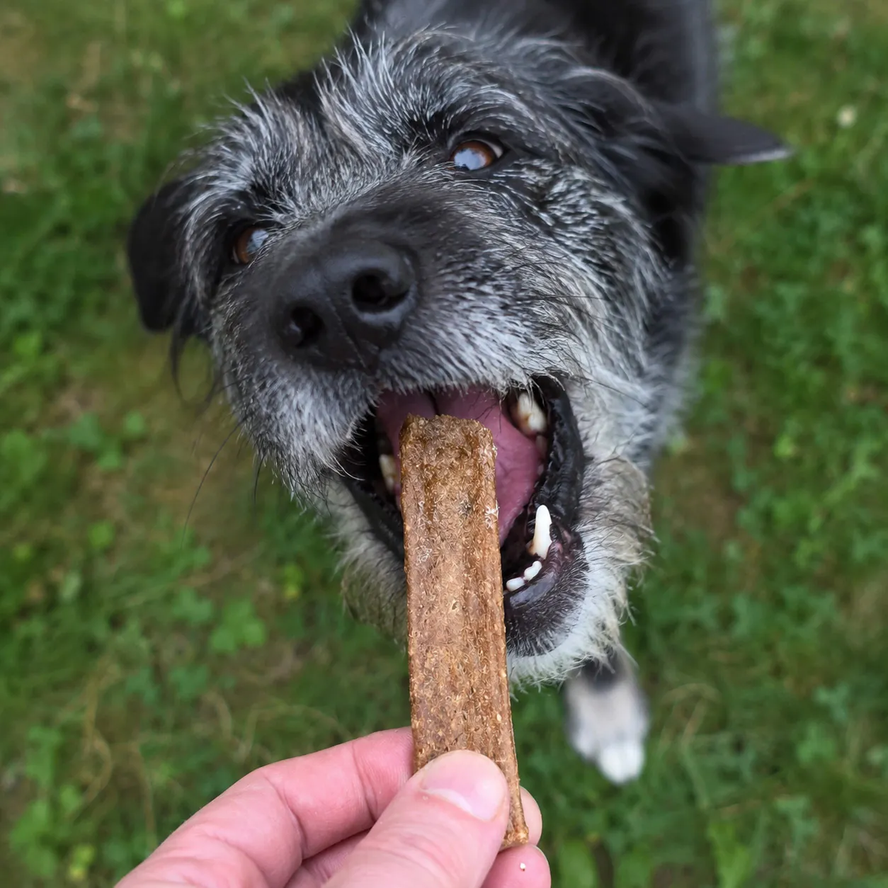 Hund schnappt nach Rehfleischstreifen als Hundeleckerli von funem
