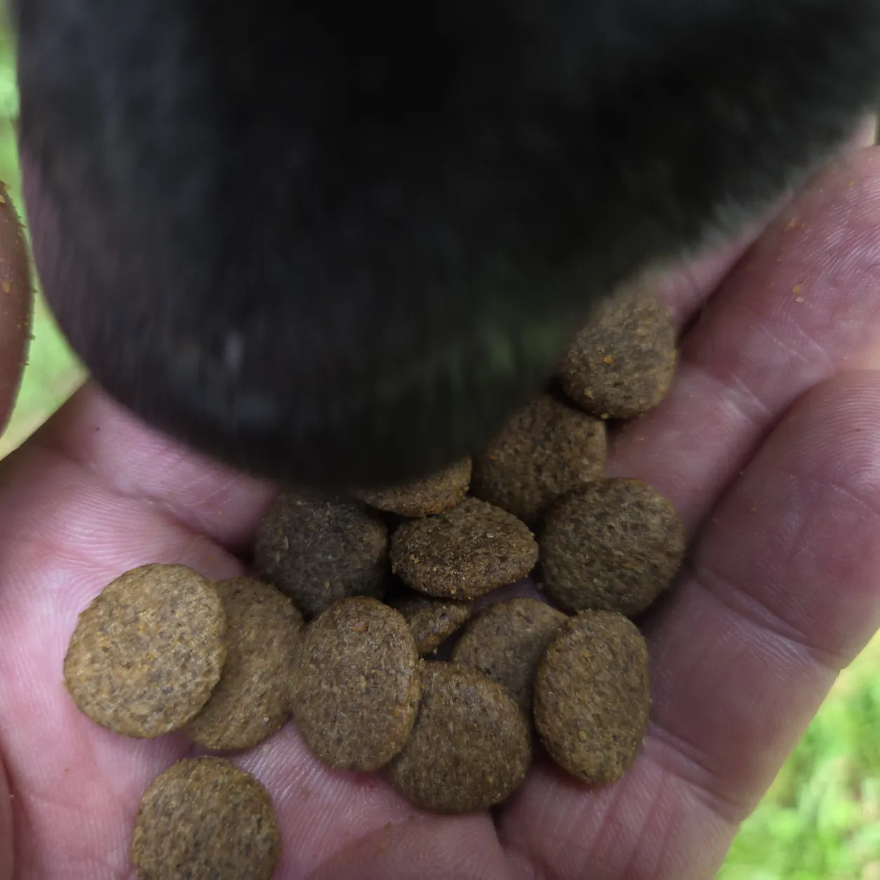 Hund frisst Trockenfutter Angus Rind Kroketten aus der Hand