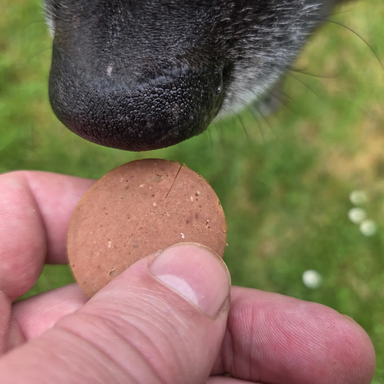 Hund erhält eine Scheibe my Appetizer Kaninchen als Belohnung