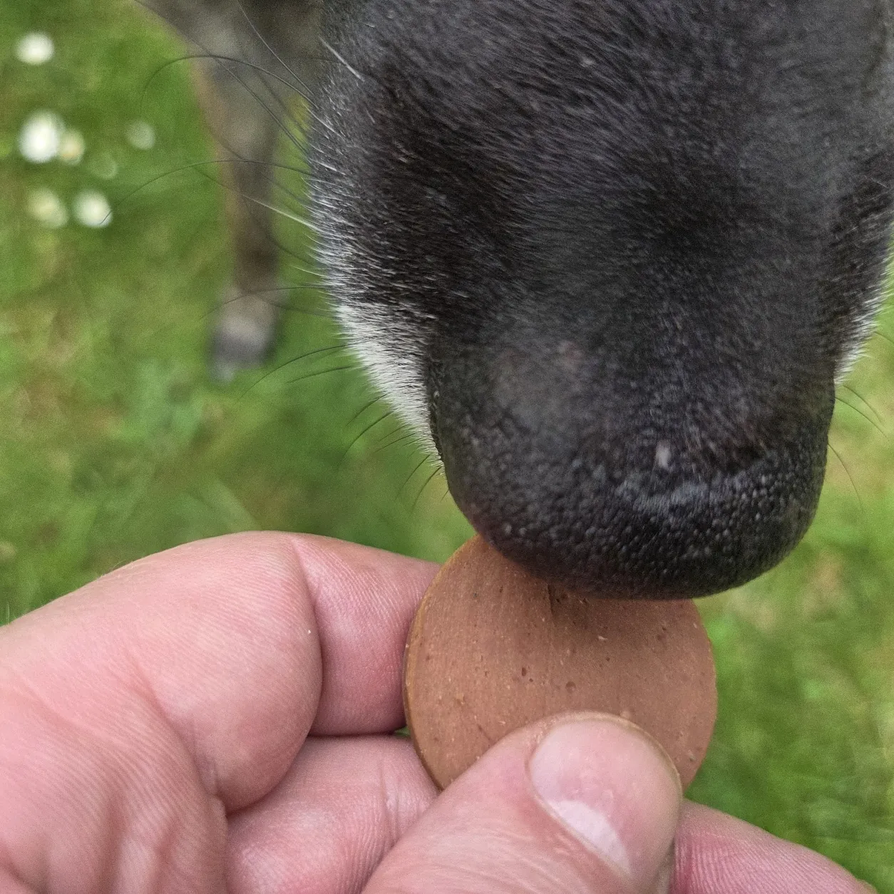 Hund erhält eine Scheibe my Appetizer Lamm als Belohnung