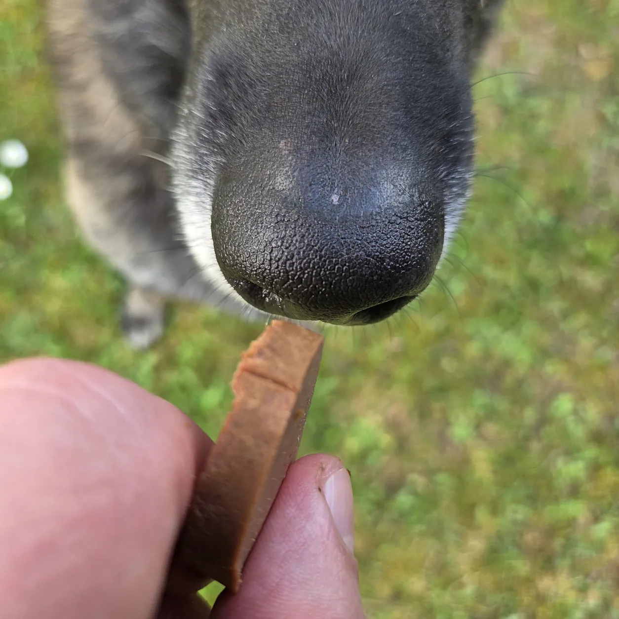Hund erhält eine Scheibe my Appetizer Pferd als Belohnung