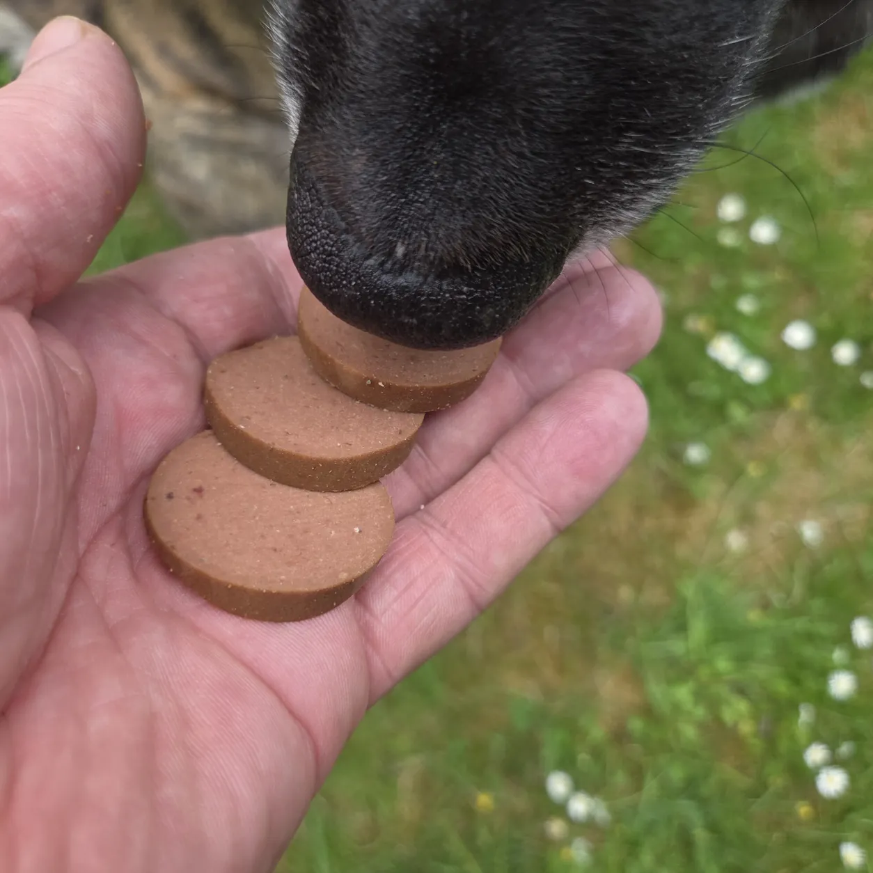 Hund erhält Scheiben der my Appetizer Wild Hundewurst als Belohnung