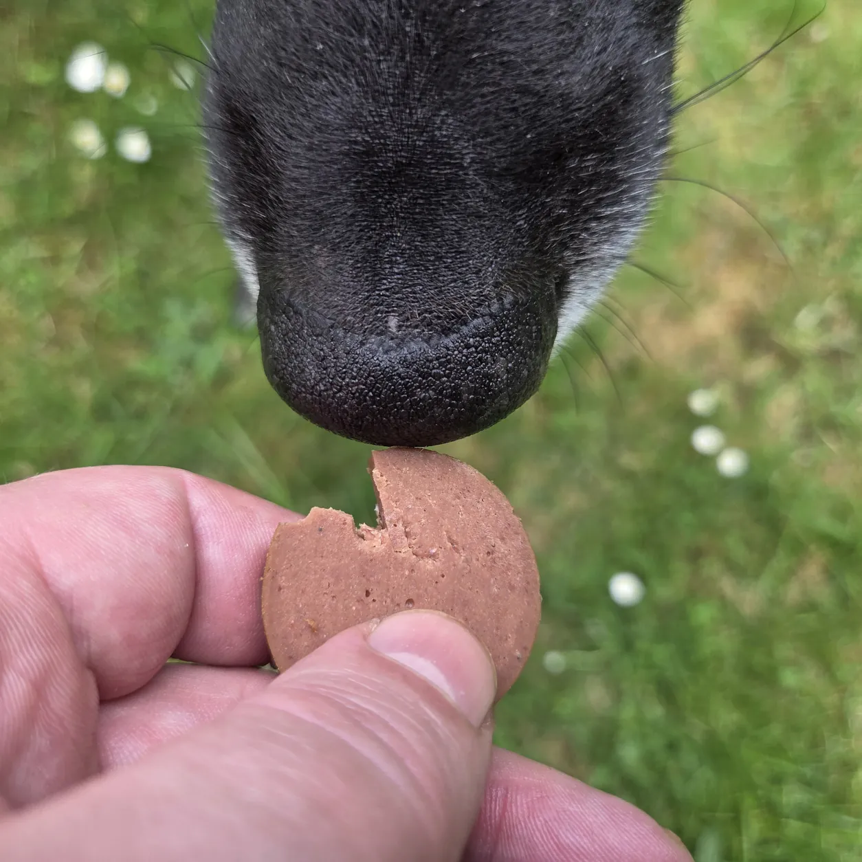 Hund erhält eine Scheibe my Appetizer Ziege als Belohnung