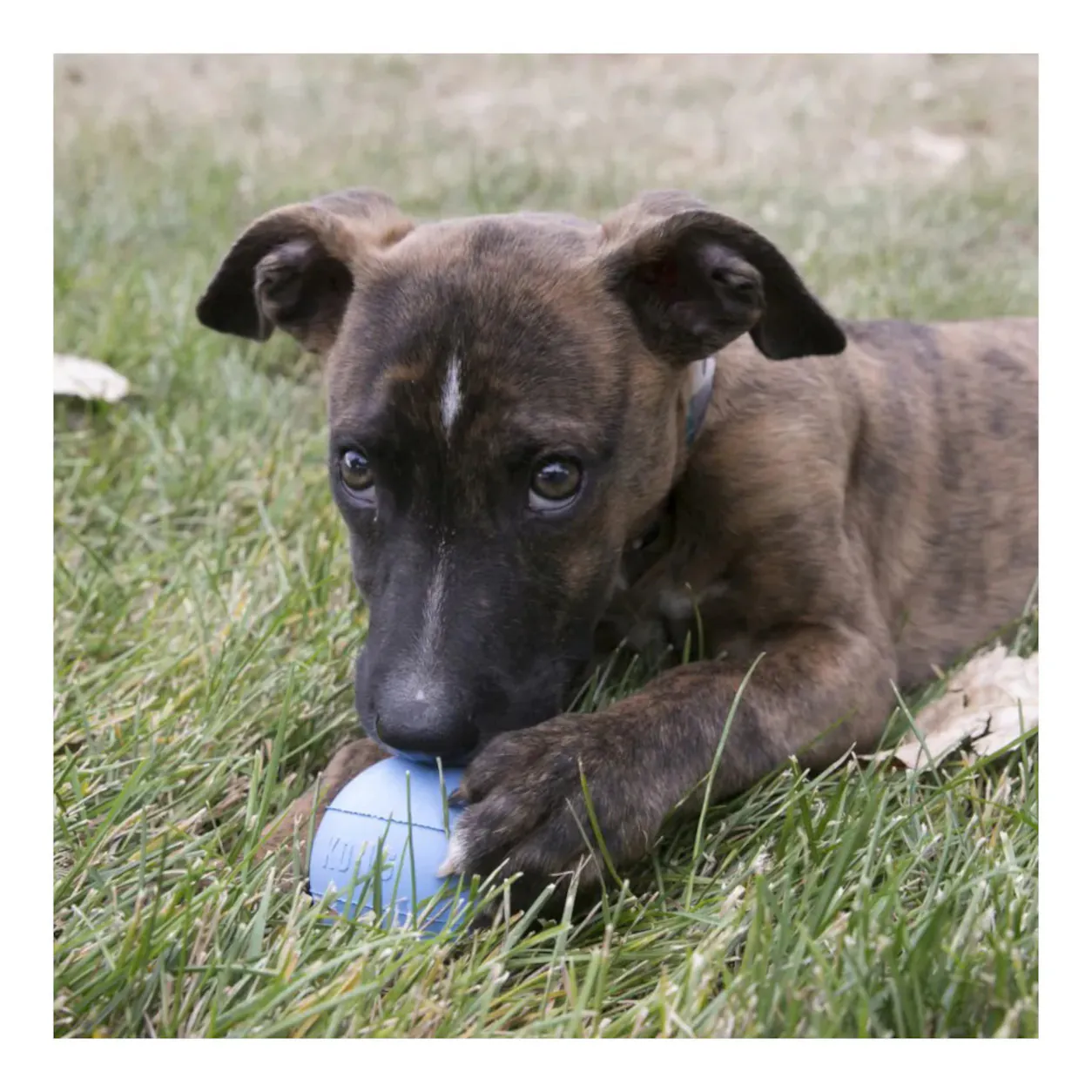 Welpe spielt mit einem blauen KONG Puppy Ball