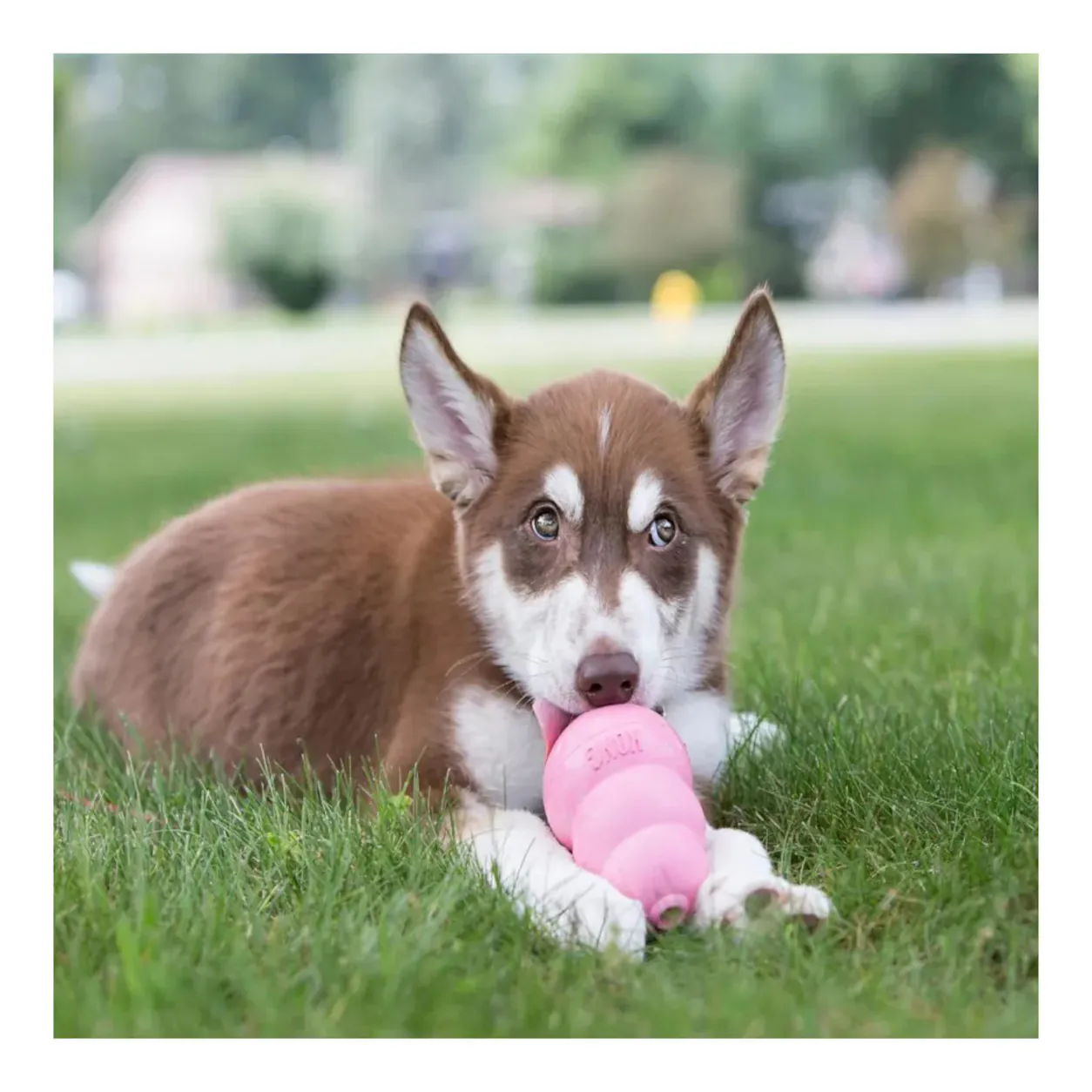 Welpe liegt im Gras und spielt mit einem rosafarbenen KONG Puppy