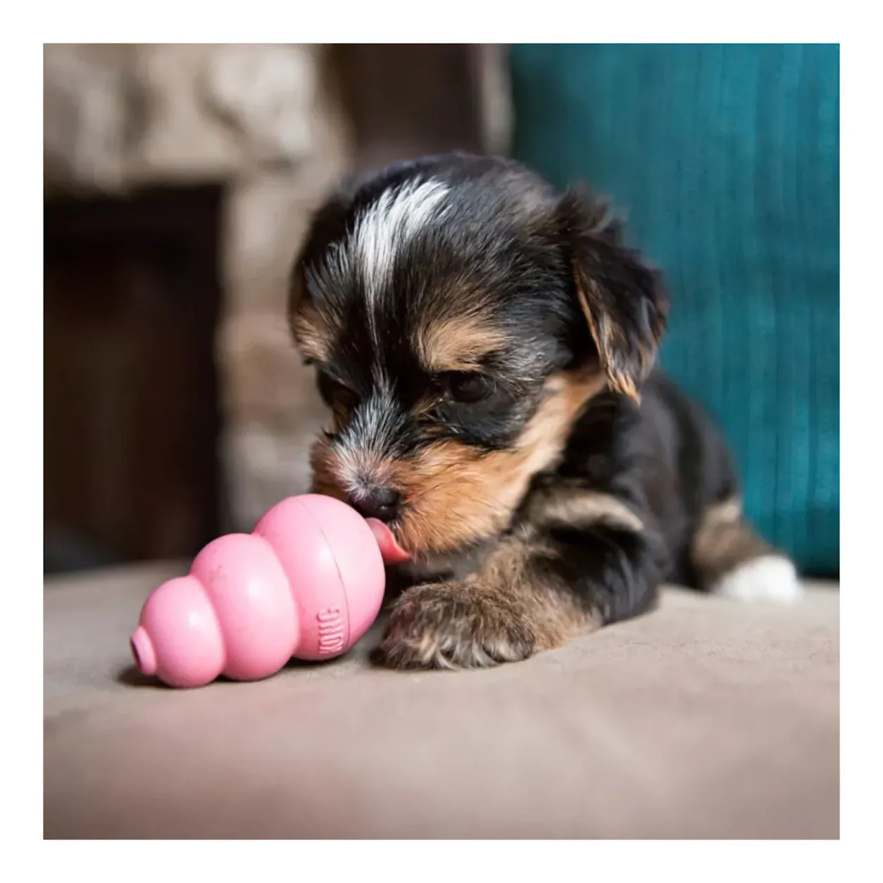 Kleiner Welpe spielt mit einem rosafarbenen KONG Puppy