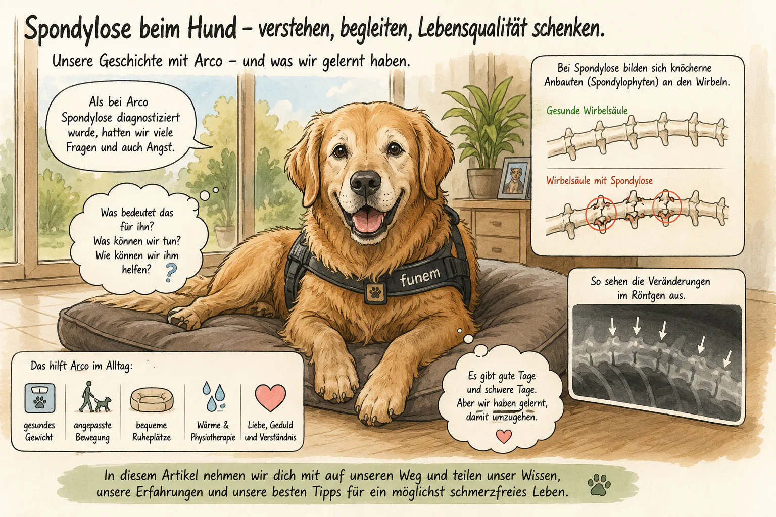 Spondylose beim Hund – unsere Erfahrung mit Arco Spondylose beim Hund – Illustration zu Arcos Erfahrung mit der Wirbelsäulenerkrankung